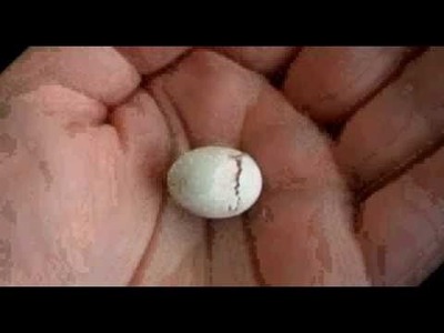 Baby Bird Egg Hatching