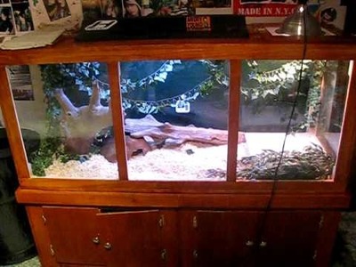 Ball Python Cage Setup