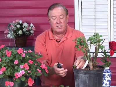 Growing Roses : How to Take Rose Cuttings