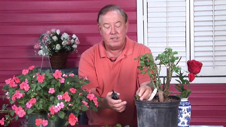 Growing Roses : How to Take Rose Cuttings