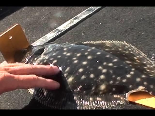 HOW TO CATCH FLOUNDER EAZY WITH GULP