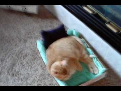 How to make a cat bed prt 1
