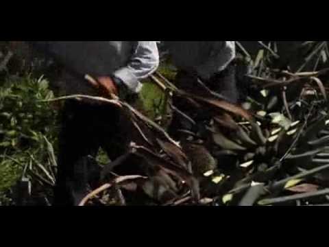 Patron Tequila How It Is Made
