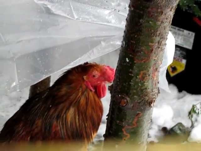 Pet Chickens - Smart old rooster - Combie in the rain
