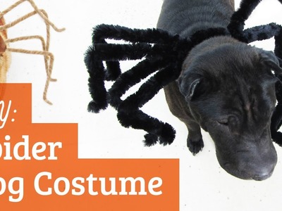 Spider Dog Costume : Halloween Tricks and Treats