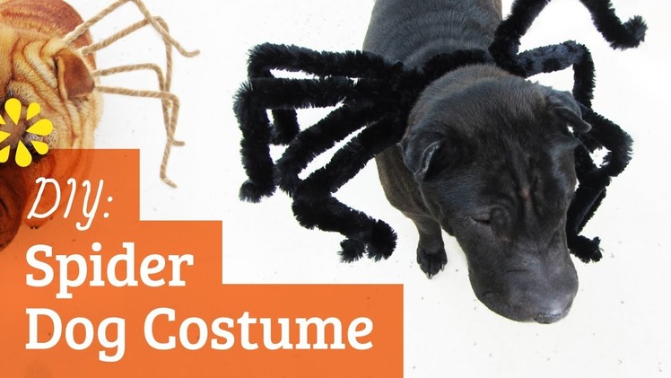 Spider Dog Costume : Halloween Tricks and Treats