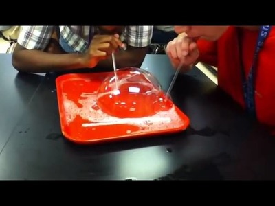 Cell Membrane and Bubbles Lab Video 2