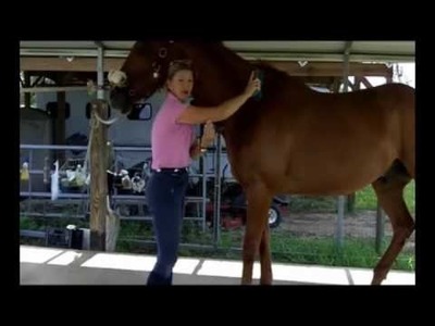 Horse Grooming - How To Groom Your Horse - part 3