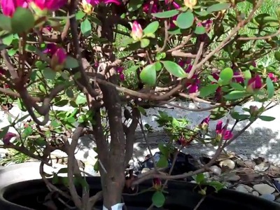How to Create Azalea Bonsai from a Nursery plant: Part 1 Plant selection and Pruning