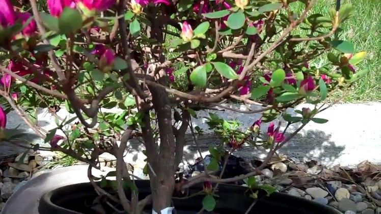 How to Create Azalea Bonsai from a Nursery plant: Part 1 Plant selection and Pruning
