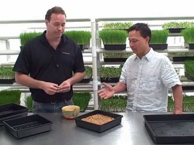 How to grow Wheatgrass and other Green Sprouts indoors - Got Sprouts?