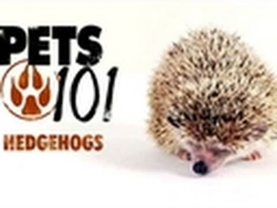Pets 101- Hedgehogs