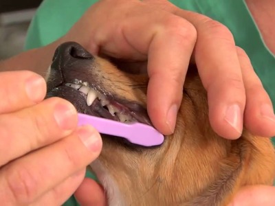 How to Brush Your Dog's Teeth (Canine Dental) - VetVid Episode 007