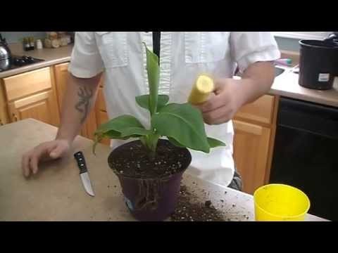 How to grow a banana tree from seed