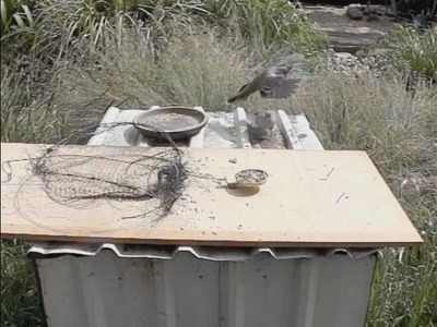 How to Make a Bird Trap - that actually works!!