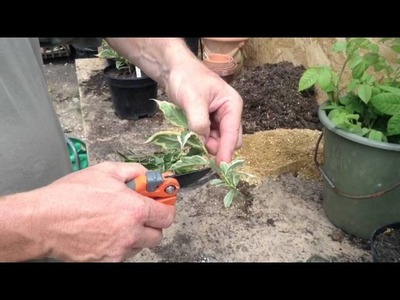 How To Start Your Own Plant Nursery - Part 1