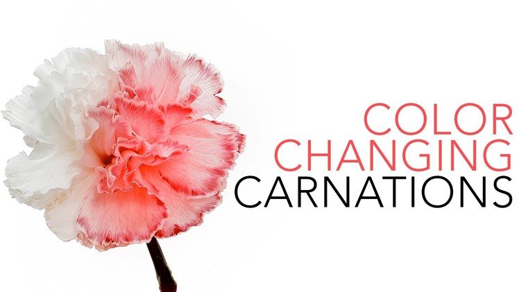 Color Changing Carnations - Sick Science! #020