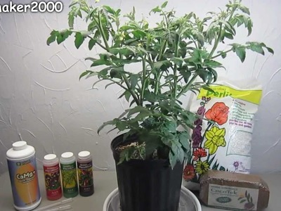 Easy Hydroponic Tomato - No Pumps! Experiment DIY