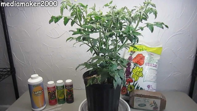 Easy Hydroponic Tomato - No Pumps! Experiment DIY