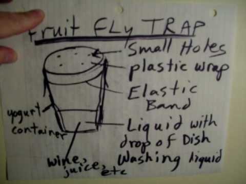 Fruit fly trap difficult problem simple solution comedy bedbug bed bug powder SNL bulldog lipstick