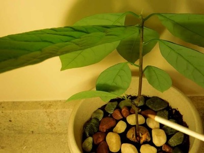 How to cultivate a dwarf avocado tree with potential high productivity?