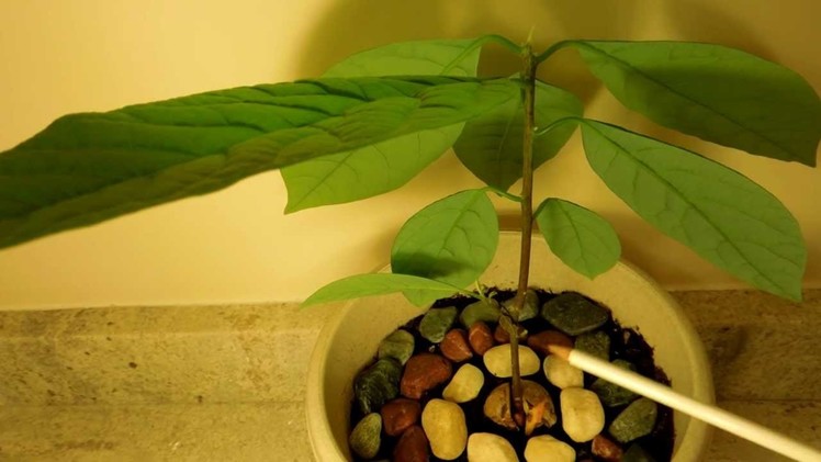How to cultivate a dwarf avocado tree with potential high productivity?