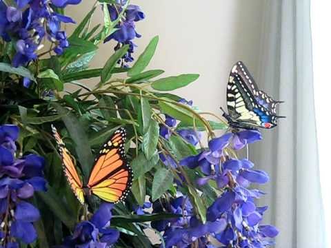 Www.tcswoodentoys.com Moving Butterfly Lifelike Motion Animated Monarch Home Decor