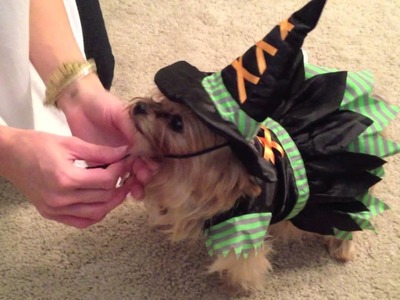 Brie's Cute Halloween Dog Costumes