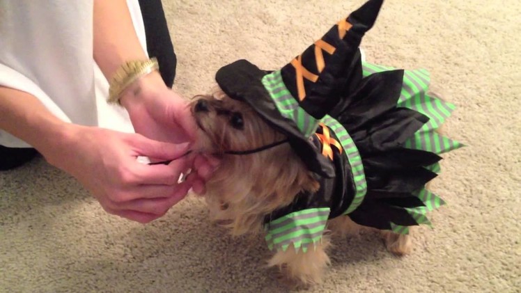 Brie's Cute Halloween Dog Costumes