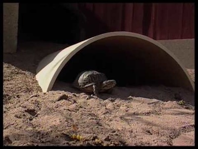 How To Create A Turtle Habitat