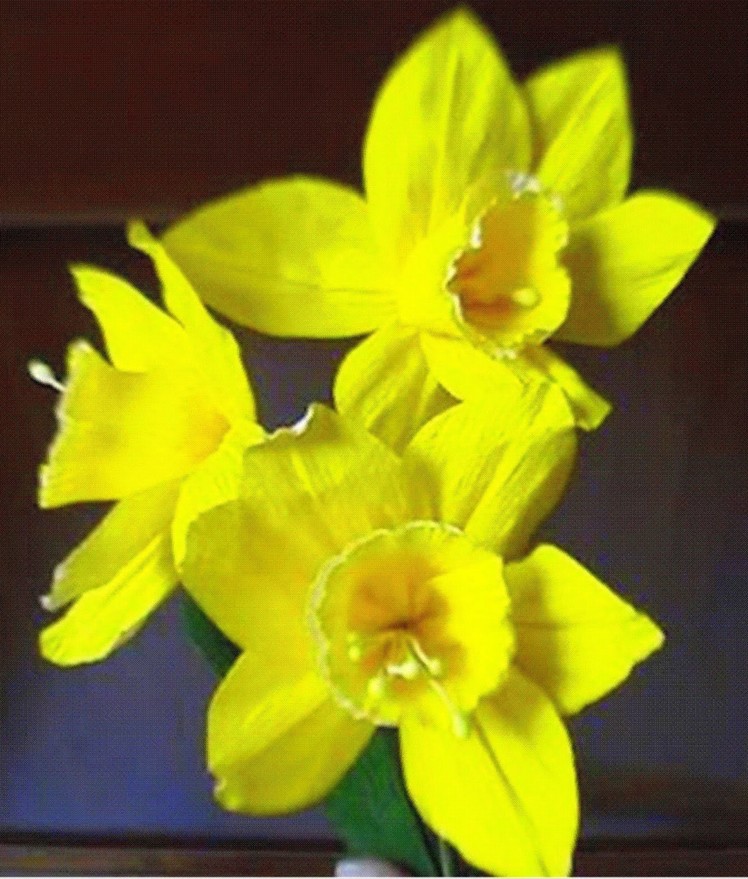 How to make paper flower - Daffodils. Narcissus