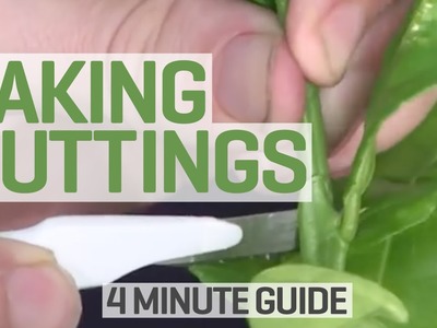How To Take Cuttings - 4 Minute Guide to Clones and Cloning