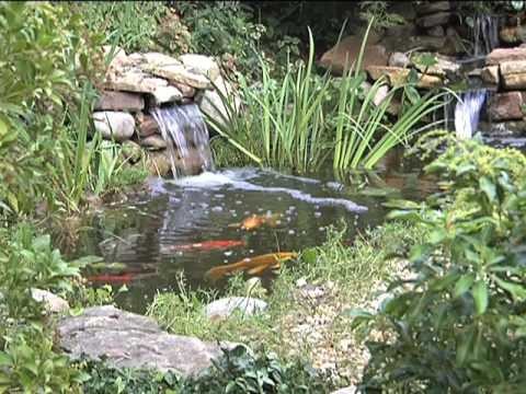 Ponds, Watergardens & Waterfalls: Chapter 7 Plants, Fish and Water Care