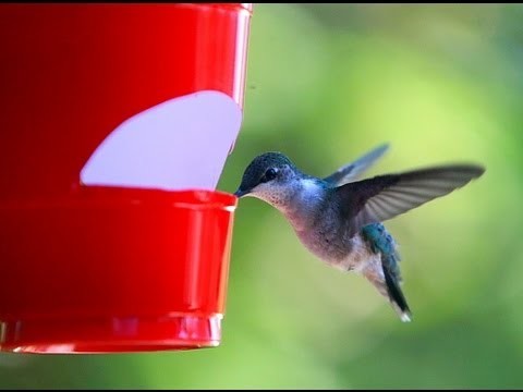 How to make a cheap hummingbird feeder