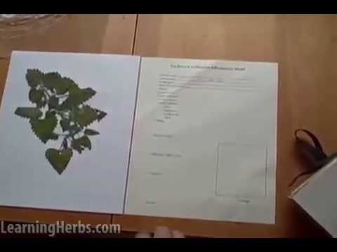 How to Make an Herb Press and an Herbarium, Part 2