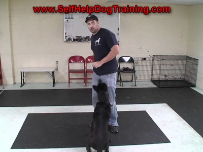 How to Train a Dog to Take Treats Nicely - K9-1.com