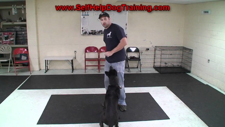 How to Train a Dog to Take Treats Nicely - K9-1.com