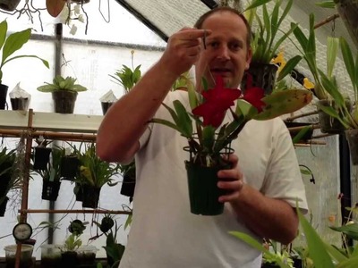 "How to Grow Orchids" | Tips to REBLOOM a CATTLEYA Orchid and How to rehydrate Sphagnum Moss