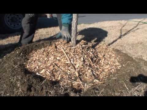 How to properly mulch around a tree
