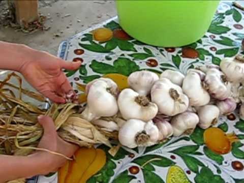Garlic Braiding