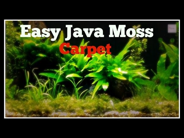HOW TO CREATE AN INSTANT JAVA MOSS CARPET