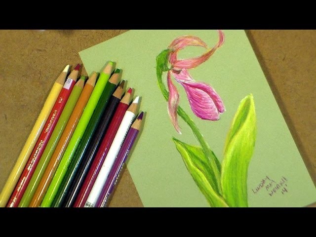 Lady slipper in colored pencil tutorial