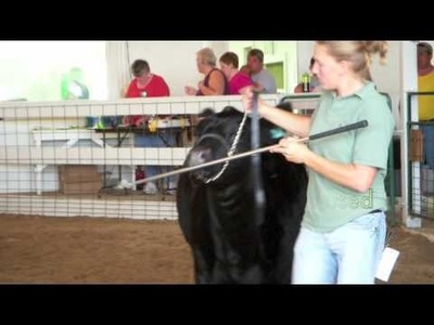 How to Show Beef Cattle