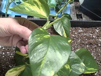 Part 1 How to Get Free Plants From Your Existing Houseplants