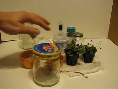 How to make a Micro Terrarium