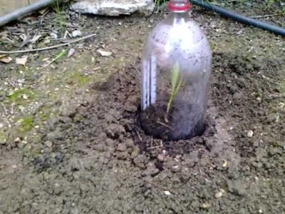 Mini Greenhouse Using 2 Liter Bottle