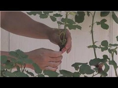 Rose Gardening : How to Graft Rose Plants