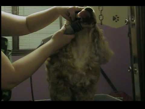 Cocker Spaniel grooming part 1