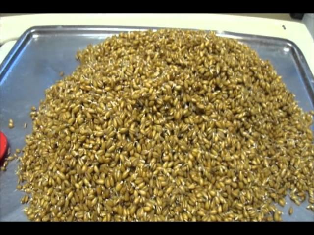Malting wheat at home