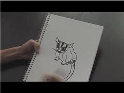 How to Draw : How to Draw a Sugar Glider